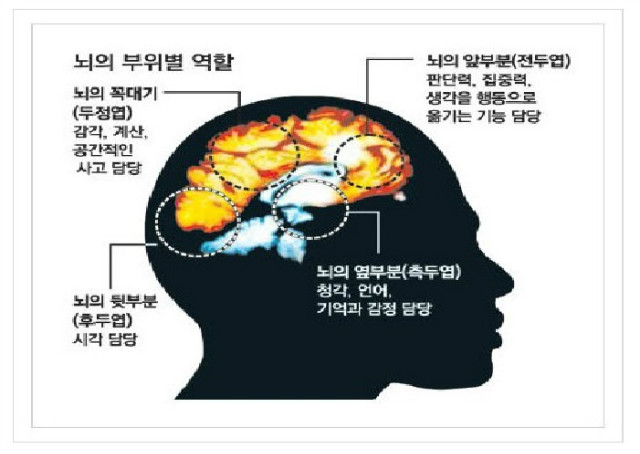 두뇌.jpg